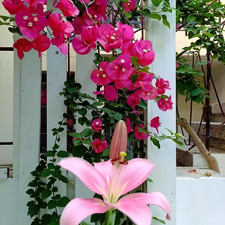 Hermes Trykonos Garden Thessaloniki - Central Oasis With Free Parking *